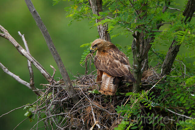 R9007 Adlerbussard mit Nistmaterial am Horst,  Long-legged Buzzard with branch at nest