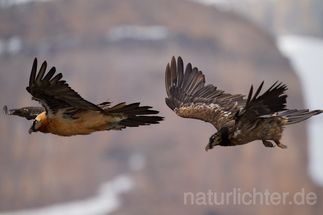 R9113 Bartgeier im Flug, Lammergeier, Bearded Vulture flying - Christoph Robiller