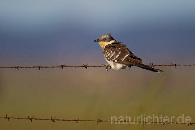 R9135 Häherkuckuck, Great Spotted Cuckoo - Christoph Robiller