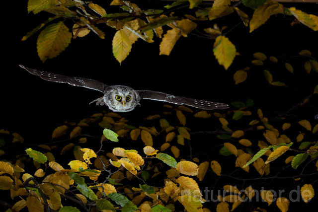 R9152 Raufußkauz im Flug,  Tengmalm's Owl flying - Christoph Robiller