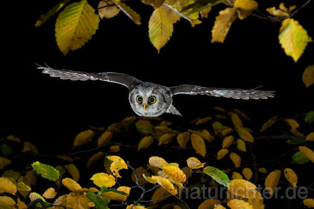 R9158 Raufußkauz im Flug,  Tengmalm's Owl flying - Christoph Robiller