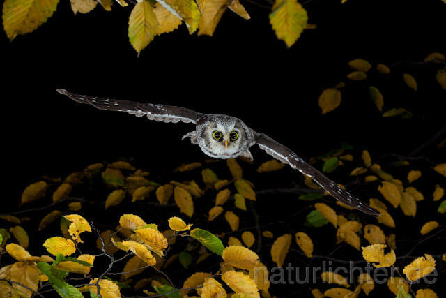 R9162 Raufußkauz im Flug,Tengmalm's Owl flying - Christoph Robiller