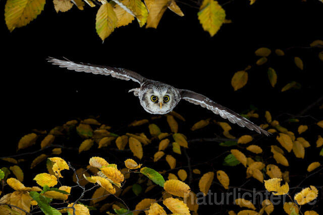 R9163 Raufußkauz im Flug,  Tengmalm's Owl flying - Christoph Robiller
