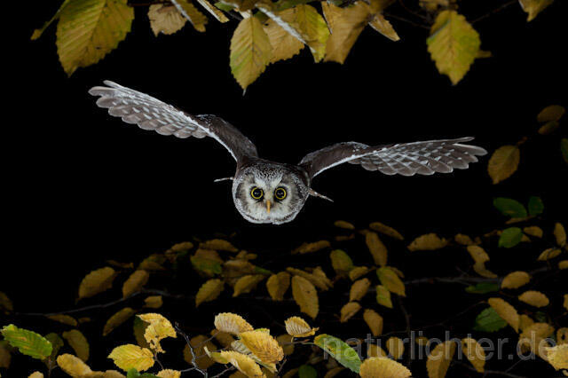 R9166 Raufußkauz im Flug,  Tengmalm's Owl flying - Christoph Robiller