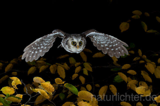 R9169 Raufußkauz im Flug, Tengmalm's Owl flying - Christoph Robiller