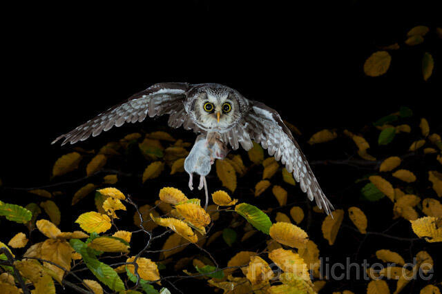 R9171 Raufußkauz mit Beute im Flug,  Tengmalm's Owl flying with prey - Christoph Robiller