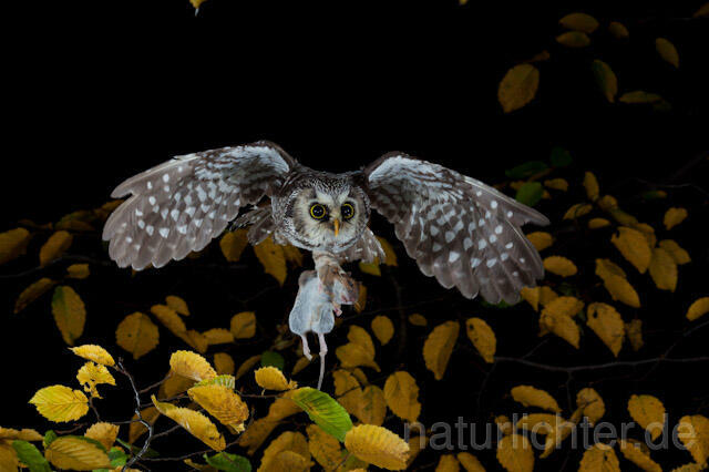 R9172 Raufußkauz mit Beute im Flug,  Tengmalm's Owl flying with prey - Christoph Robiller