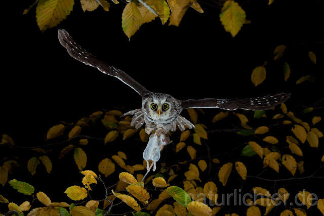 R9173 Raufußkauz mit Beute im Flug,  Tengmalm's Owl flying with prey - Christoph Robiller