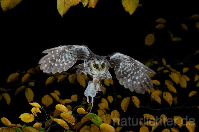 R9174 Raufußkauz mit Beute im Flug,  Tengmalm's Owl flying with prey - Christoph Robiller