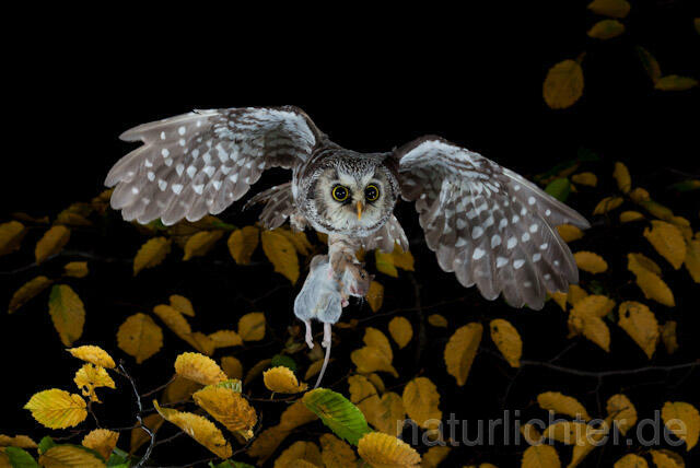 R9175 Raufußkauz mit Beute im Flug,  Tengmalm's Owl flying with prey - Christoph Robiller
