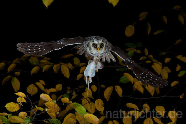 R9176 Raufußkauz mit Beute im Flug,  Tengmalm's Owl flying with prey - Christoph Robiller