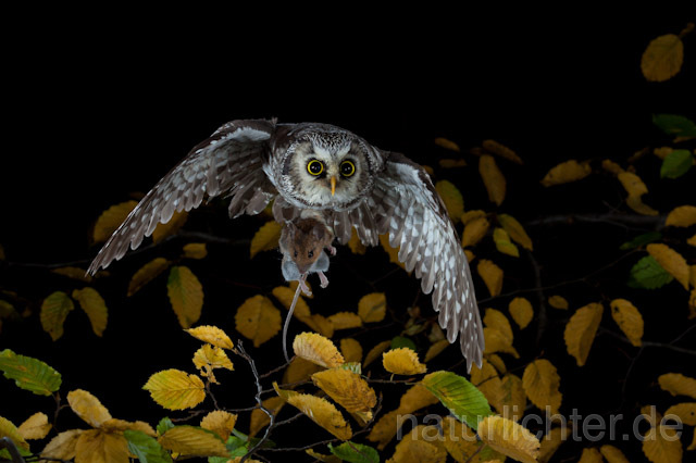 R9177 Raufußkauz mit Beute im Flug,  Tengmalm's Owl flying with prey - Christoph Robiller