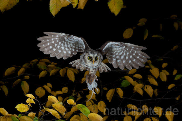 R9178 Raufußkauz mit Beute im Flug,  Tengmalm's Owl flying with prey - Christoph Robiller