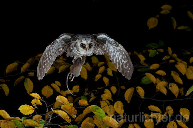 R9179 Raufußkauz mit Beute im Flug,  Tengmalm's Owl flying with prey - Christoph Robiller