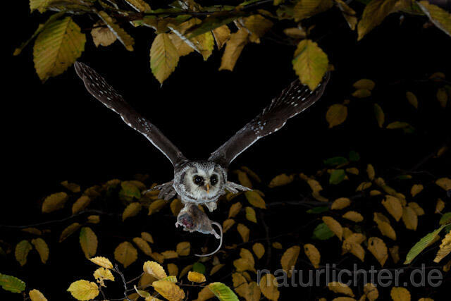 R9180 Raufußkauz mit Beute im Flug,  Tengmalm's Owl flying with prey - Christoph Robiller