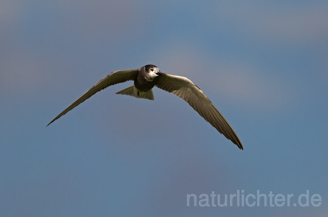 R9281 Trauerseeschwalbe im Flug, Black Tern flying - Christoph Robiller