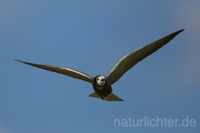 R9282 Trauerseeschwalbe im Flug, Black Tern flying - Christoph Robiller