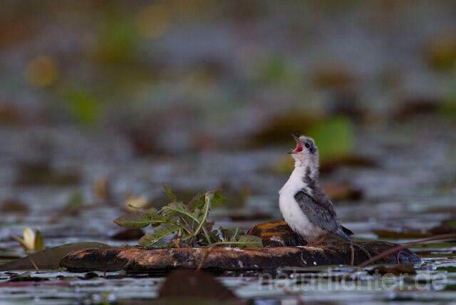 R9297 Trauerseeschwalbe Jungvogel am Nest, Black Tern nestling - Christoph Robiller