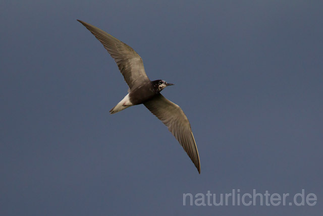 R9308 Trauerseeschwalbe im Flug, Black Tern flying - Christoph Robiller