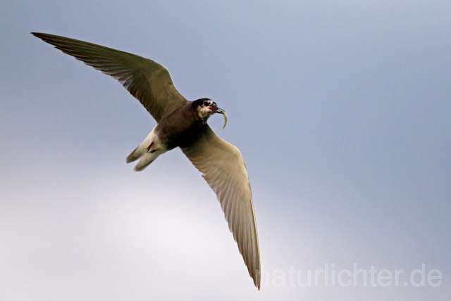 R9315 Trauerseeschwalbe im Flug, Black Tern flying - Christoph Robiller