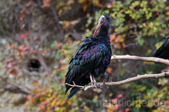 R9641 Waldrapp, Northern Bald Ibis - Christoph Robiller