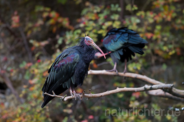 R9644 Waldrapp, Northern Bald Ibis - Christoph Robiller