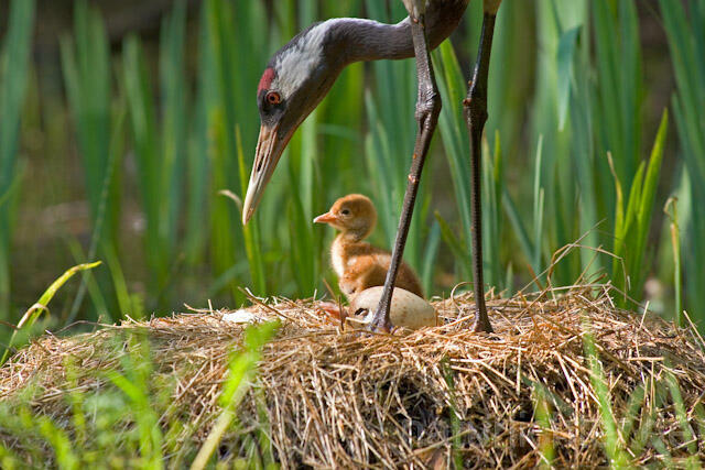 R9709 Kranich, Altvogel und Jungvogel am Nest,  Common Crane nestling - Christoph Robiller