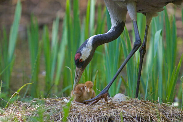 R9711 Kranich, Altvogel und Jungvogel am Nest,  Common Crane nestling - Christoph Robiller