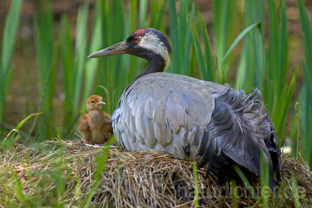 R9713 Kranich, Altvogel und Jungvogel am Nest,  Common Crane nestling - Christoph Robiller