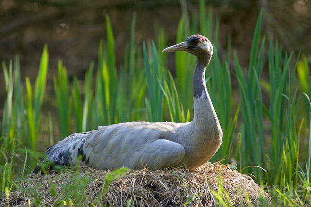 R9715 Kranich, Altvogel und Jungvogel am Nest,  Common Crane nestling - Christoph Robiller