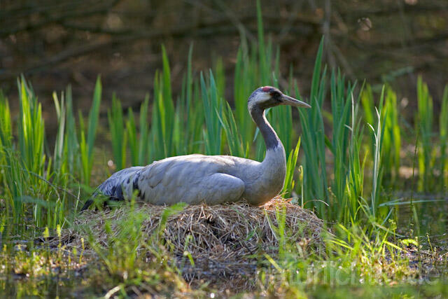R9716 Kranich, Altvogel und Jungvogel am Nest,  Common Crane nestling - Christoph Robiller