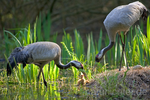 R9721 Kranich, Altvögel und Jungvogel am Nest,  Common Crane nestling - Christoph Robiller