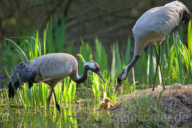 R9722 Kranich, Altvögel und Jungvogel am Nest,  Common Crane nestling