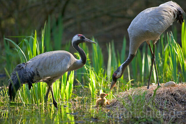R9724 Kranich, Altvögel und Jungvogel am Nest,  Common Crane nestling