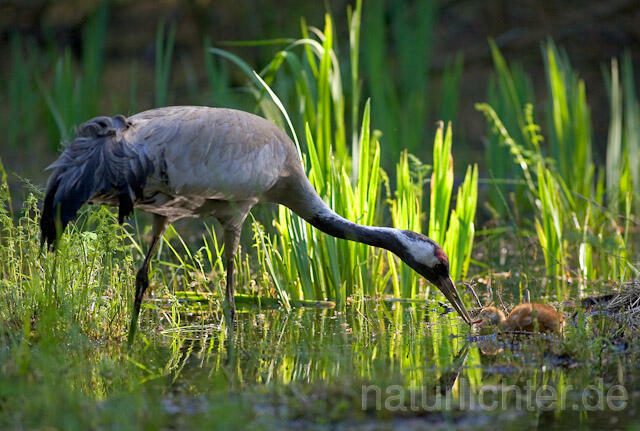 R9729 Kranich, Altvogel und Jungvogel am Nest,  Common Crane nestling - Christoph Robiller