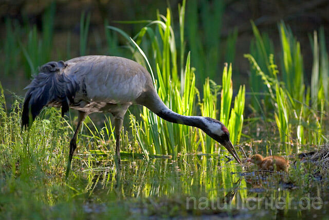 R9730 Kranich, Altvogel und Jungvogel am Nest,  Common Crane nestling