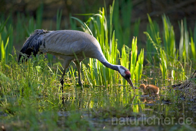 R9731 Kranich, Altvogel und Jungvogel am Nest,  Common Crane nestling - Christoph Robiller
