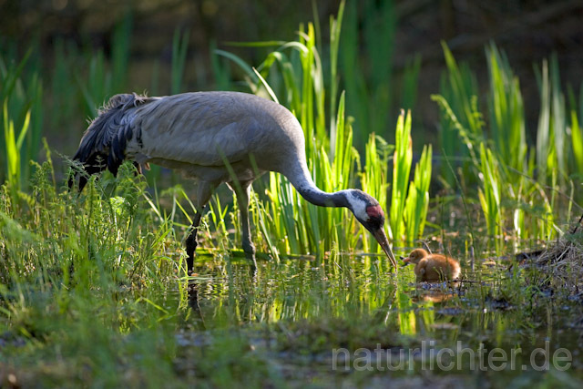 R9733 Kranich, Altvogel und Jungvogel am Nest,  Common Crane nestling - Christoph Robiller