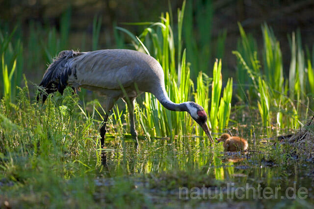 R9733 Kranich, Altvogel und Jungvogel am Nest,  Common Crane nestling