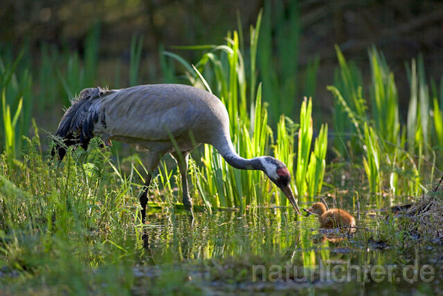 R9734 Kranich, Altvogel und Jungvogel am Nest,  Common Crane nestling - Christoph Robiller