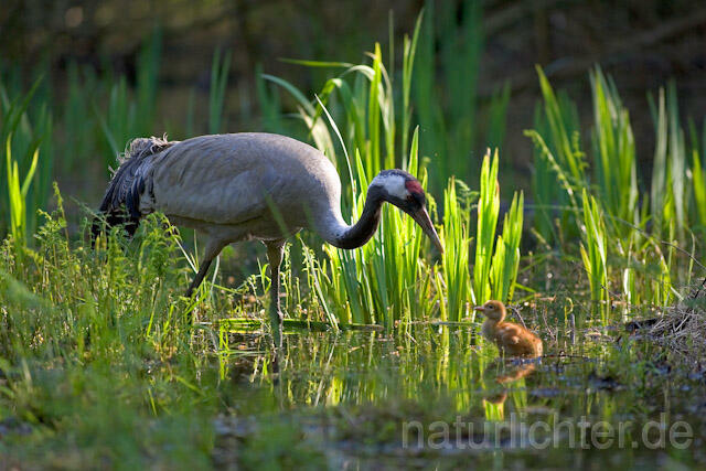 R9735 Kranich, Altvogel und Jungvogel, Common Crane nestling