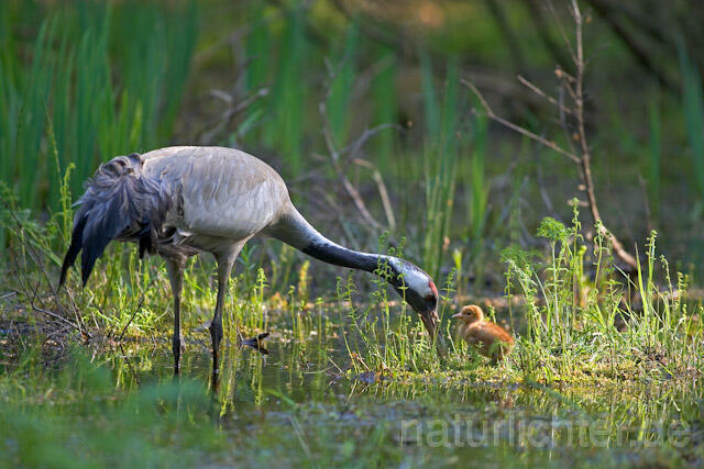 R9736 Kranich, Altvogel und Jungvogel, Common Crane nestling