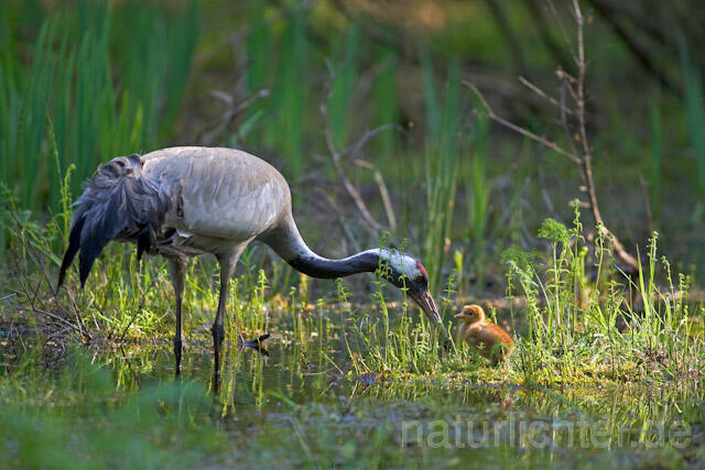 R9737 Kranich, Altvogel und Jungvogel, Common Crane nestling