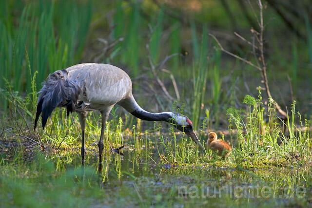 R9739 Kranich, Altvogel und Jungvogel, Common Crane nestling