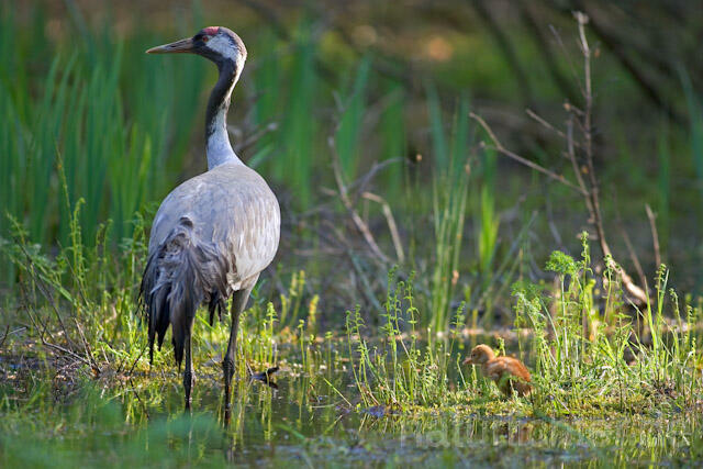 R9741 Kranich, Altvogel und Jungvogel, Common Crane nestling