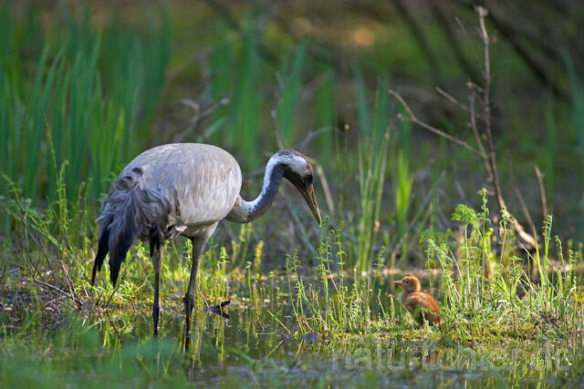R9742 Kranich, Altvogel und Jungvogel, Common Crane nestling