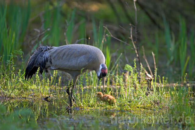 R9743 Kranich, Altvogel und Jungvogel, Common Crane nestling