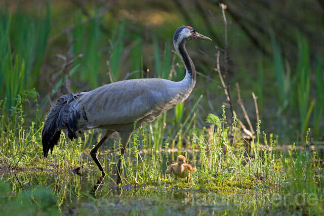 R9744 Kranich, Altvogel und Jungvogel, Common Crane nestling