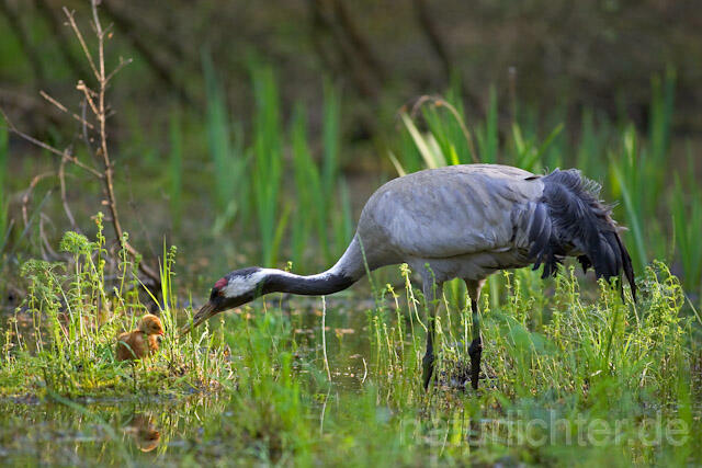 R9746 Kranich, Altvogel und Jungvogel, Common Crane nestling