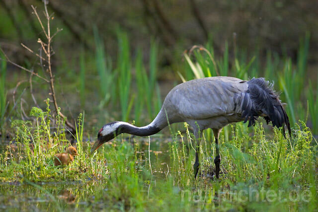 R9747 Kranich, Altvogel und Jungvogel, Common Crane nestling